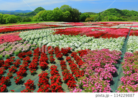 【広島県】晴天の世羅高原農場の満開の芝桜と大和撫子(花夢の里 芝桜とネモフィラの丘) 【広島県】晴天の世羅高原農場の満開の芝桜と大和撫子(花夢の里 芝桜とネモフィラの丘) 114229887