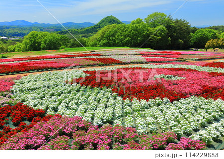 【広島県】晴天の世羅高原農場の満開の芝桜と大和撫子(花夢の里 芝桜とネモフィラの丘) 【広島県】晴天の世羅高原農場の満開の芝桜と大和撫子(花夢の里 芝桜とネモフィラの丘) 114229888
