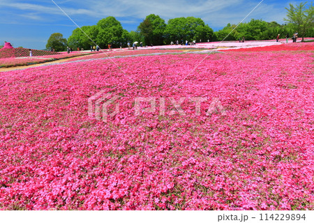 【広島県】晴天の世羅高原農場の満開の芝桜（花夢の里　芝桜とネモフィラの丘） 114229894