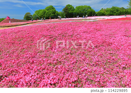 【広島県】晴天の世羅高原農場の満開の芝桜（花夢の里　芝桜とネモフィラの丘） 114229895