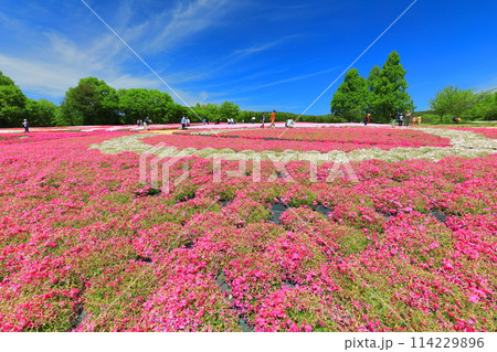 【広島県】晴天の世羅高原農場の満開の芝桜(花夢の里 芝桜とネモフィラの丘) 【広島県】晴天の世羅高原農場の満開の芝桜(花夢の里 芝桜とネモフィラの丘) 114229896