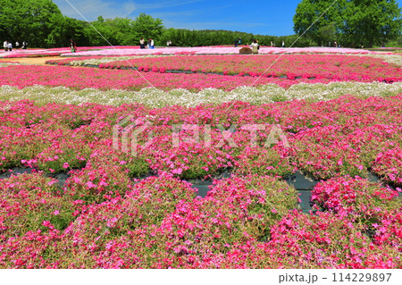 【広島県】晴天の世羅高原農場の満開の芝桜（花夢の里　芝桜とネモフィラの丘） 114229897