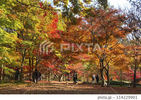 紅葉した楓の大木　国営武蔵丘陵森林公園 114229901