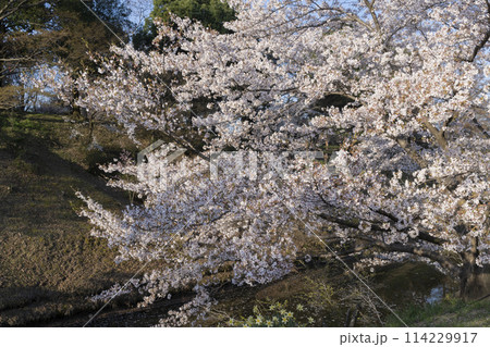 上田城の桜 上田城の桜 114229917