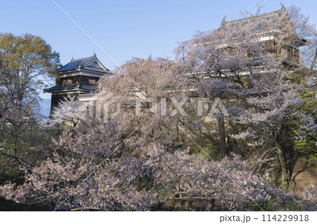 上田城の桜 114229918