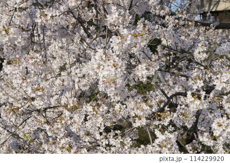 上田城の桜 上田城の桜 114229920