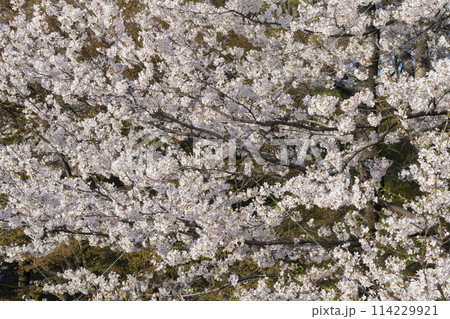 上田城の桜 上田城の桜 114229921