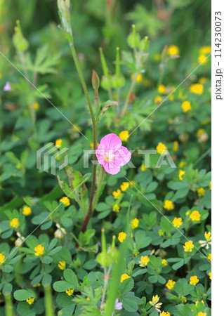 赤花夕化粧(アカバナユウゲショウ)とコメツブツメクサ 赤花夕化粧(アカバナユウゲショウ)とコメツブツメクサ 114230073