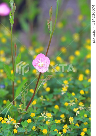 赤花夕化粧（アカバナユウゲショウ）とコメツブツメクサ 114230074
