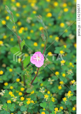赤花夕化粧(アカバナユウゲショウ)とコメツブツメクサ 赤花夕化粧(アカバナユウゲショウ)とコメツブツメクサ 114230077
