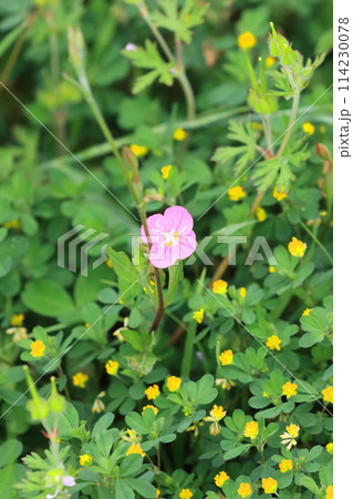 赤花夕化粧(アカバナユウゲショウ)とコメツブツメクサ 赤花夕化粧(アカバナユウゲショウ)とコメツブツメクサ 114230078