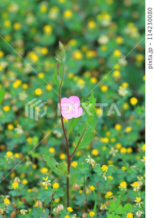 赤花夕化粧(アカバナユウゲショウ)とコメツブツメクサ 赤花夕化粧(アカバナユウゲショウ)とコメツブツメクサ 114230080