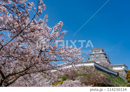 兵庫県姫路市 そびえる姫路城と桜 兵庫県姫路市 そびえる姫路城と桜 114230134