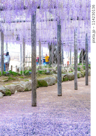 愛知県津島市　天王川公園の藤棚と花筏 114230136