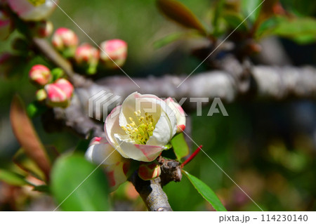 杜の都仙台 早春 愛宕山 大満寺 新本堂 白梅 杜の都仙台 早春 愛宕山 大満寺 新本堂 白梅 114230140