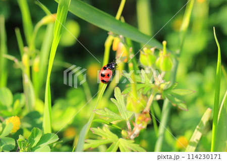 シロツメクサとてんとう虫 シロツメクサとてんとう虫 114230171