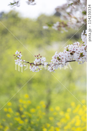 桜と菜の花 桜と菜の花 114230334