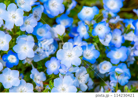 まいしまシーサイドのネモフィラ 114230421