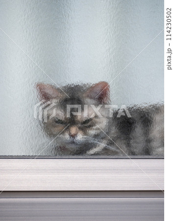 窓ガラス越しの猫 114230502