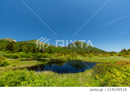 【青森県八甲田山中】新緑と満開のつつじが美しい睡蓮沼と八甲田山 【青森県八甲田山中】新緑と満開のつつじが美しい睡蓮沼と八甲田山 114230510