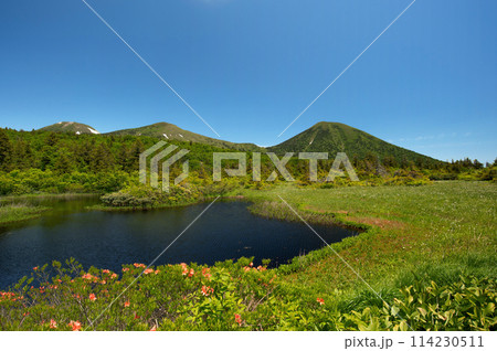 【青森県八甲田山中】新緑と満開のつつじが美しい睡蓮沼と八甲田山 114230511