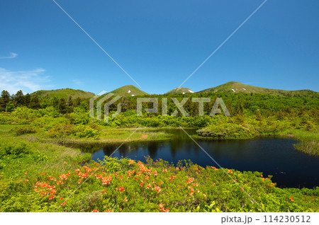 【青森県八甲田山中】新緑と満開のつつじが美しい睡蓮沼と八甲田山 【青森県八甲田山中】新緑と満開のつつじが美しい睡蓮沼と八甲田山 114230512