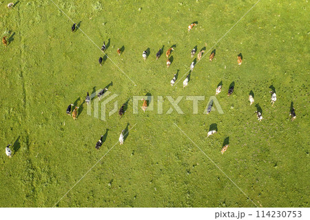 Dairy farm. Growing livestock. Dairy farm. Growing livestock. 114230753