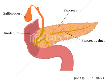 膵臓と膵管と胆のうと十二指腸の各部英語名称 114230771