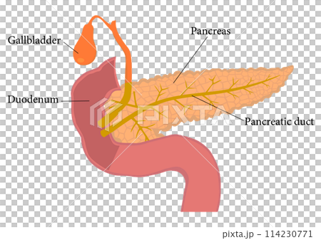 膵臓と膵管と胆のうと十二指腸の各部英語名称 114230771