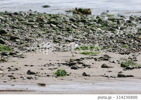 キラキラ光る砂浜を歩くシロチドリ 114230800