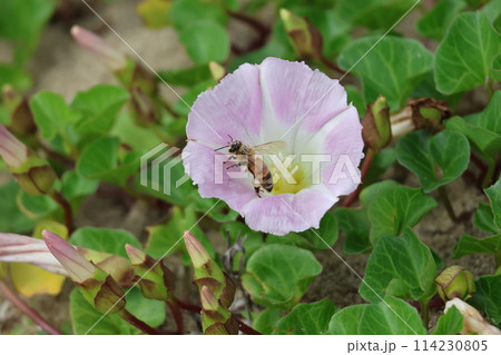 春の浜辺に咲くハマヒルガオの蜜を吸うミツバチ 春の浜辺に咲くハマヒルガオの蜜を吸うミツバチ 114230805