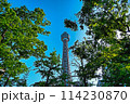 五月晴れの横浜マリンタワーと新緑 114230870