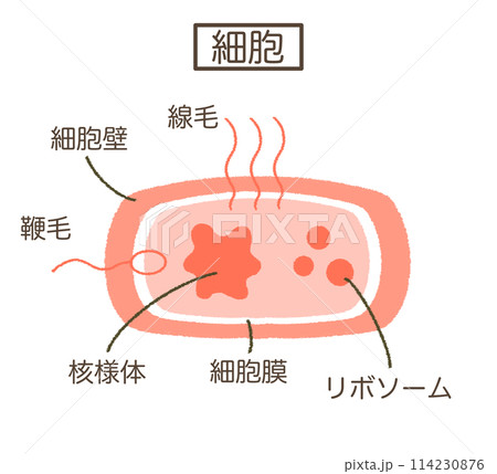 細胞の構造図 細胞のイラスト素材 細胞の構造図 細胞のイラスト素材 114230876