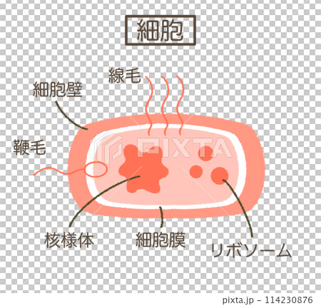 細胞の構造図 細胞のイラスト素材 細胞の構造図 細胞のイラスト素材 114230876