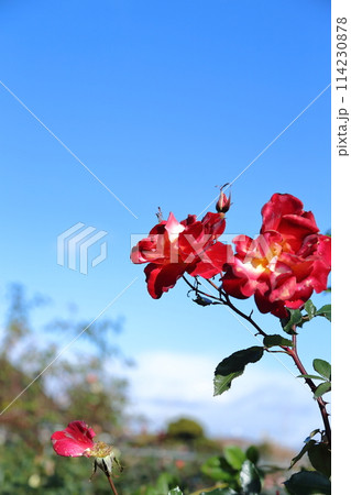 荒尾市 おもやい市民花壇 バラの花、 荒尾市 おもやい市民花壇 バラの花、 114230878