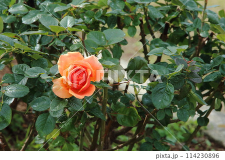 荒尾市 おもやい市民花壇 バラの花、 荒尾市 おもやい市民花壇 バラの花、 114230896