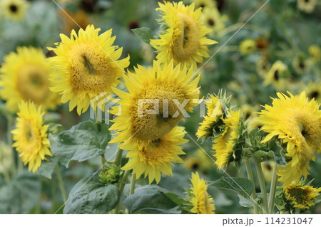 見る人を引き込む品種の多さが魅力的な花ー弐 114231047