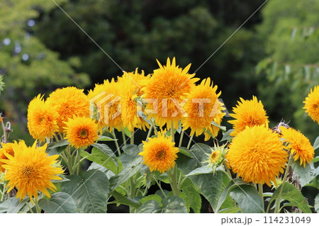 インパクトのある群生のヒマワリの花ー四 114231049