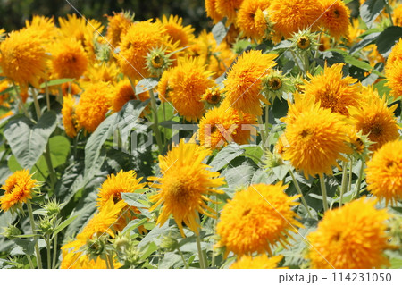 インパクトのある群生のヒマワリの花ー参 インパクトのある群生のヒマワリの花ー参 114231050
