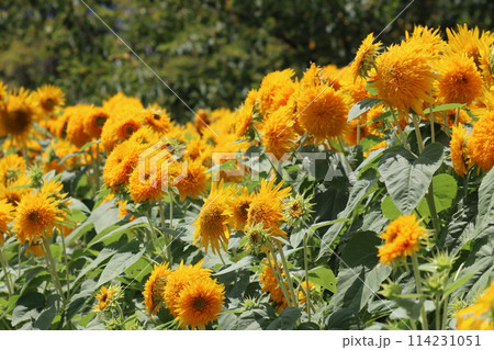 インパクトのある群生のヒマワリの花ー弐 インパクトのある群生のヒマワリの花ー弐 114231051