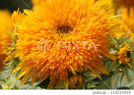 燃えるような向日葵の花は夏の代名詞ー九 114231054