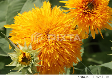 燃えるような向日葵の花は夏の代名詞ー七 114231056