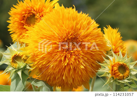 燃えるような向日葵の花は夏の代名詞ー五 114231057