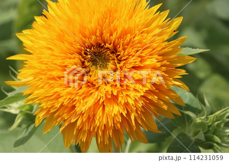 燃えるような向日葵の花は夏の代名詞ー四 燃えるような向日葵の花は夏の代名詞ー四 114231059