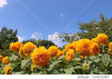 自然のパワーを感じる大輪の向日葵ー七 114231067