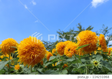 自然のパワーを感じる大輪の向日葵ー六 114231068