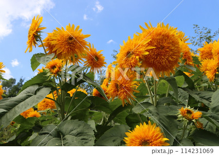 自然のパワーを感じる大輪の向日葵ー五 自然のパワーを感じる大輪の向日葵ー五 114231069