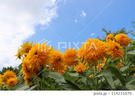 自然のパワーを感じる大輪の向日葵ー四 114231070