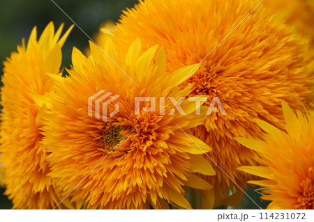 自然のパワーを感じる大輪の向日葵ー弐 自然のパワーを感じる大輪の向日葵ー弐 114231072