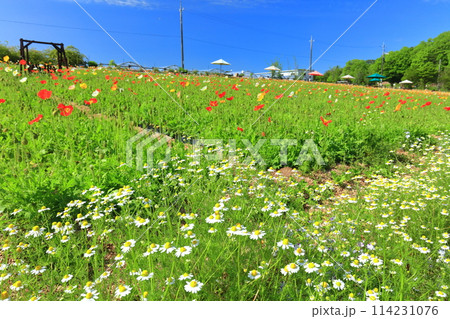 【広島県】晴天の香山ラベンダーの丘のポピー 114231076